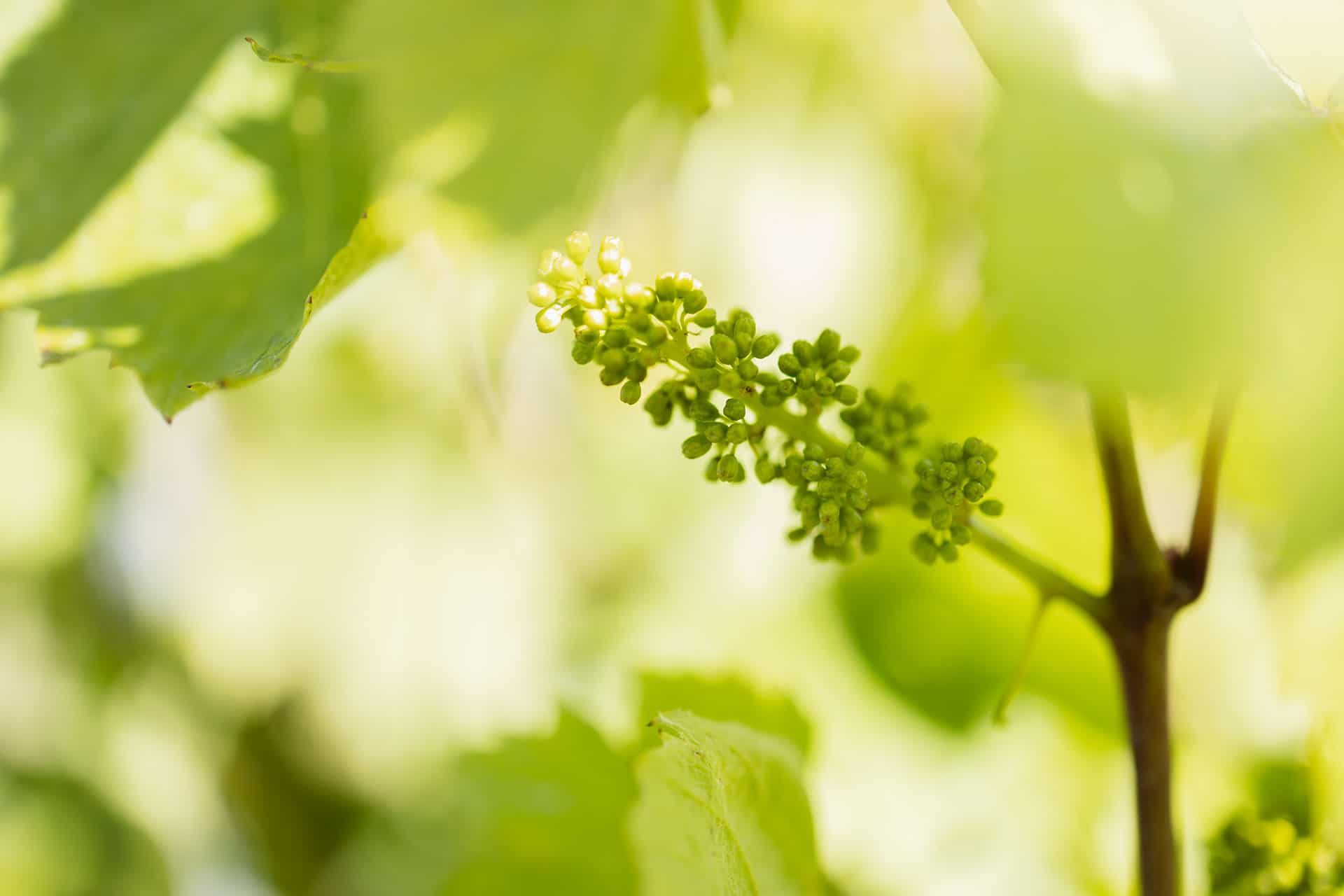 La première fleur de vigne annonce les vendanges dans 100 jours ! Le 24